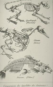 Planche anatomique insecte
