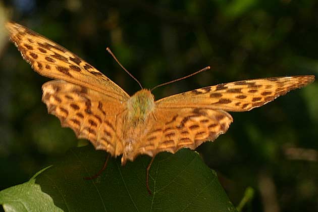 Argynnis_paphia31.jpg