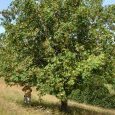 Sorbier des oiseleurs