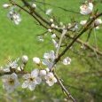 Fleurs et bourgeons