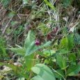 Consoude officinale