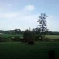 Vaches Salers