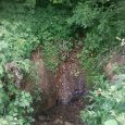 Source pétrifiante