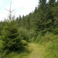 Sentier verdoyant
