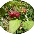Framboises