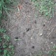 Crottes de chamois sur le sentier des chamois