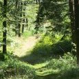 chemin verdoyant