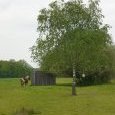 Cheval à la sieste