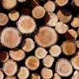 Hors concours : quelques rondins en forêt de (…)
