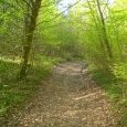 Sentier boisé