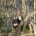 Chamois 2