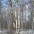 Le vent habille les arbres de Chantielle