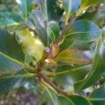 Les feuilles supérieures du houx ne sont pas (...)