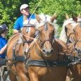 Attelage de 4 chevaux comtois