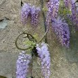 Glycine