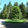 Forêt de Levier