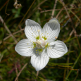 parnassie des marais