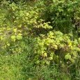 Framboises sauvages