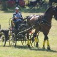 Cheval en simple