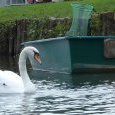 Pêcheurs et cygnes sont moins surprenants