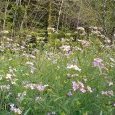 Fleurs 4