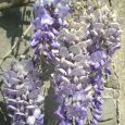 Glycine