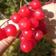 Viorne à feuilles d'aubier