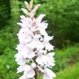 Orchidée