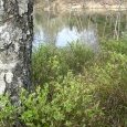 Myrtilles au pied d'un bouleau