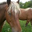 Portrait (sortie ouest du village)