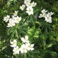 Renoncules à fleurs de narcisses