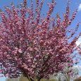 Prunus à Desnes