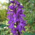 Orchidée sauvage
