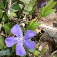 Violette