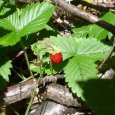 Fraise des bois