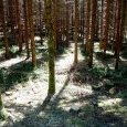 Forêt de sapins