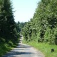 Route des sapins