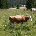 Montbéliarde au milieu des gentianes