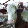 Vache montbéliarde à la Bourgetole