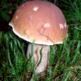 cèpe