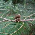 Pomme de mélèze et sapin
