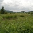 Les rives du Doubs juvénile