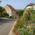 Rue