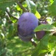 Prunes