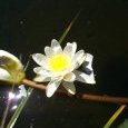 Nénuphar
