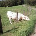 L'herbe est toujours meilleure chez le (...)