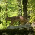 Lynx