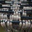 saucisse de St-Hippolyte