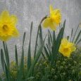 Narcisses
