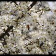 Photo hors concours : L'abeille et l'aubépine, (...)